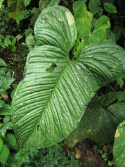 Anthurium panduriforme
