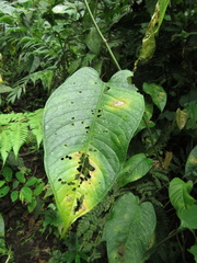 Anthurium myosuroides