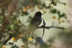 Sephanoides sephaniodes