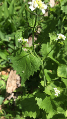 Alliaria petiolata