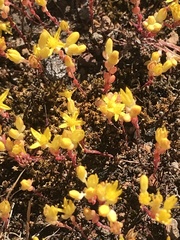Sedella