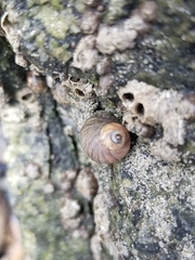 Littorinimorpha