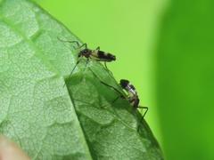 Chasmatonotus atripes