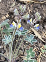 Lupinus huachucanus