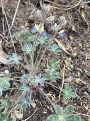 Lupinus huachucanus