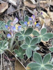 Lupinus huachucanus