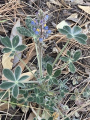 Lupinus huachucanus