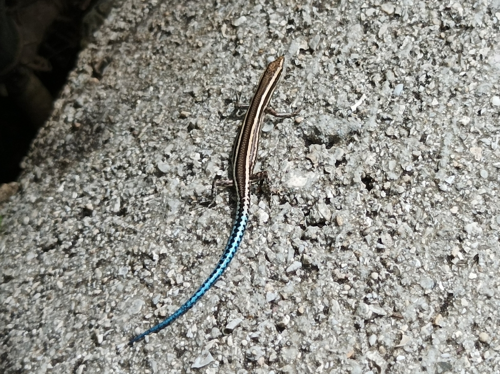 Vanuatu snake-eyed skink