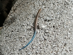 Cryptoblepharus novohebridicus