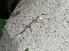 Cryptoblepharus novohebridicus