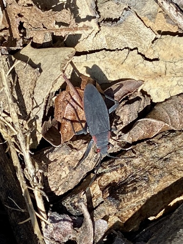 iNaturalist observation photo of Red-shouldered Bug