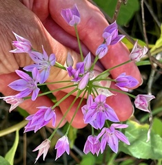 Allium unifolium