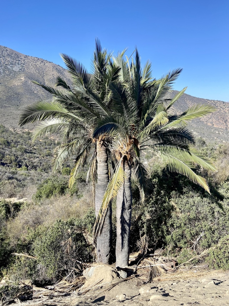 Chilean wine palm