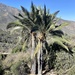 Chilean Wine Palm - Photo (c) jnacho, some rights reserved (CC BY-NC)