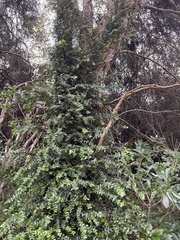 Metrosideros diffusa