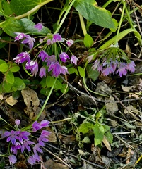Allium unifolium