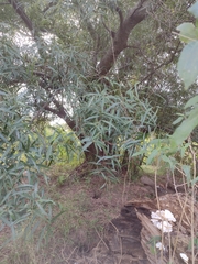 Nectandra angustifolia