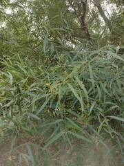 Nectandra angustifolia