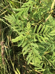 Desmanthus leptolobus