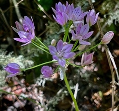 Allium unifolium