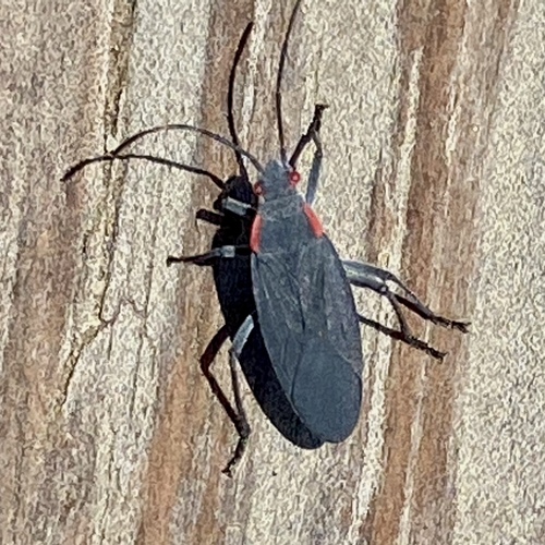 iNaturalist observation photo of Red-shouldered Bug