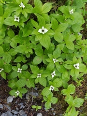 Cornus unalaschkensis
