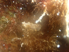 Prostheceraeus moseleyi