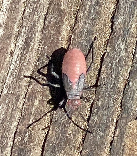 iNaturalist observation photo of Red-shouldered Bug
