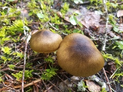 Cortinarius clandestinus