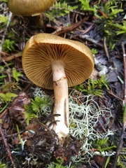 Cortinarius clandestinus