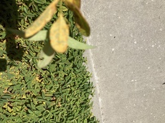 Melampsora hypericorum