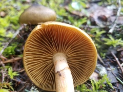Cortinarius clandestinus