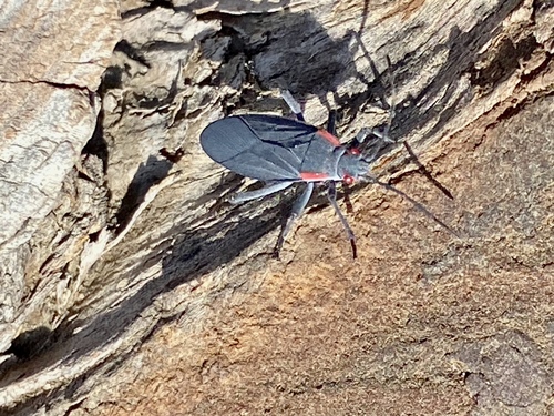 iNaturalist observation photo of Red-shouldered Bug