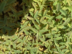 Melampsora hypericorum