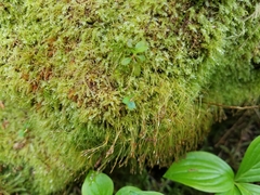 Tetraphis geniculata