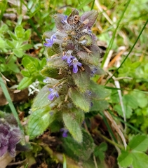 Ajuga pyramidalis