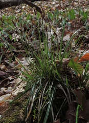 Carex communis