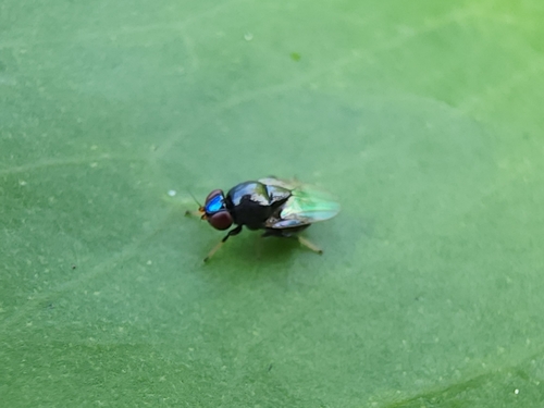 Rhodesiella scutellata, 2022-05-16