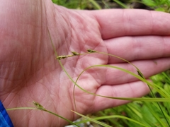 Carex laeviculmis