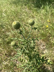 Cirsium engelmannii