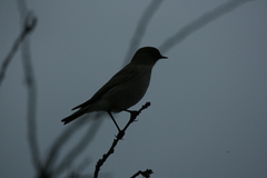 Muscisaxicola maclovianus