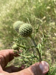 Cirsium engelmannii