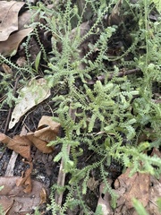Selaginella apoda