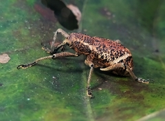 Irenarchus fossilis