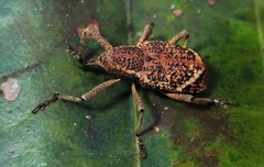 Irenarchus fossilis
