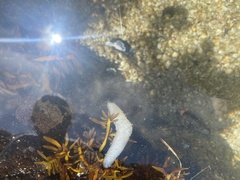 Doryteuthis opalescens