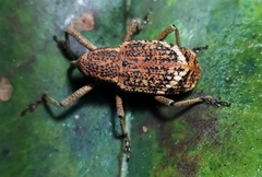 Irenarchus fossilis