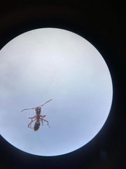 Austroponera