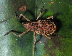 Irenarchus fossilis