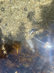 Doryteuthis opalescens